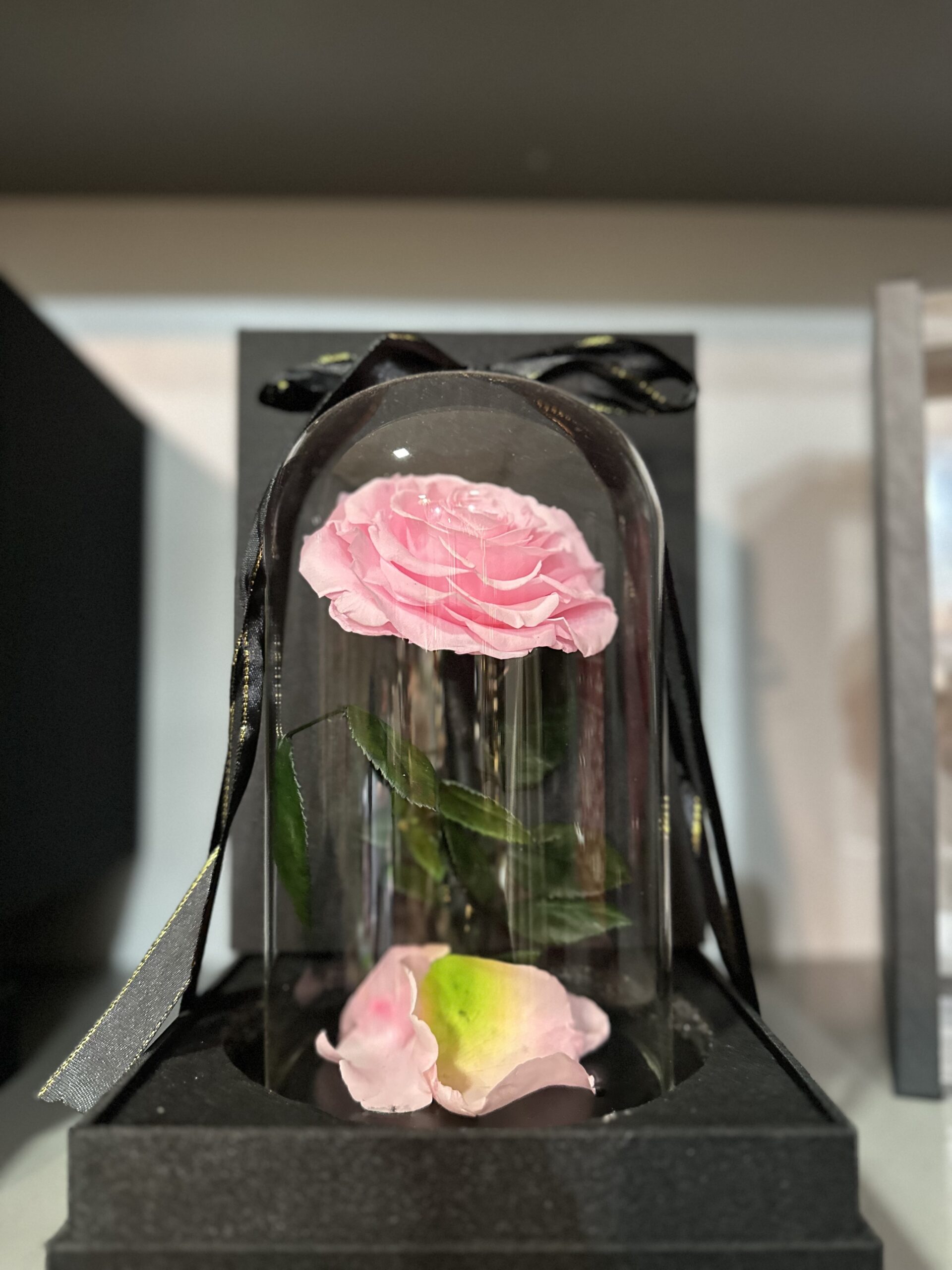 Vecna ruza roze
